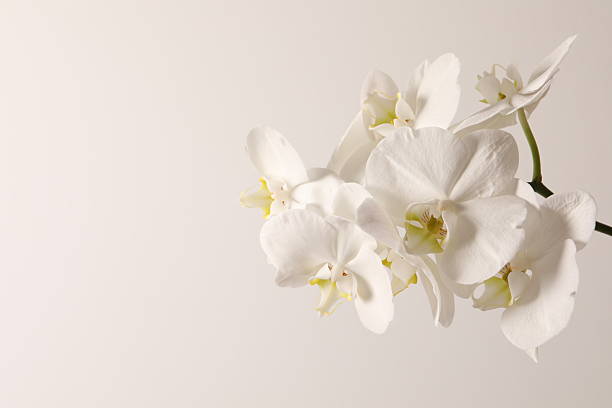 istock Pastel background with white orchid flowers, copy space. Minimalistic background for holidays, cosmetic products. 2251125418