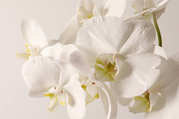 istock Pastel background with white orchid flowers, copy space. Minimalistic background for holidays, cosmetic products. 2251125422