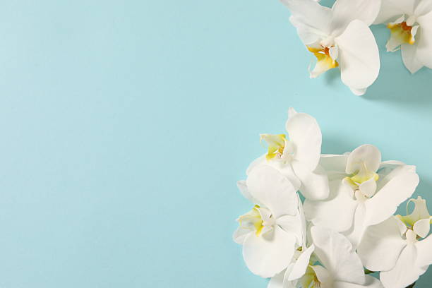 Pastel background with white orchid flowers, copy space. Minimalistic background for holidays, cosmetic products.