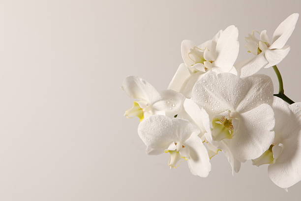 istock Pastel background with white orchid flowers, copy space. Minimalistic background for holidays, cosmetic products. 2251125553