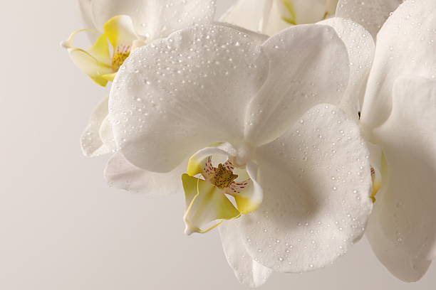 istock Pastel background with white orchid flowers, copy space. Minimalistic background for holidays, cosmetic products. 2251125564