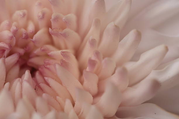 Flower background, closeup of a flower texture background, macro flower nature background, abstract flower texture background