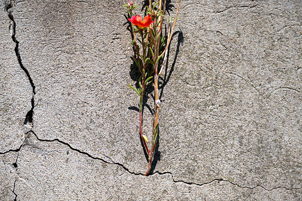 istock Resilient Flower Growing Through Concrete 2251127952