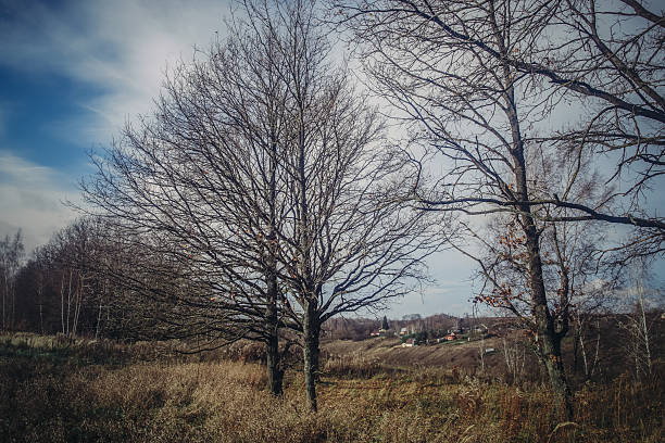 istock Oak grove on a cloudy day 2251128489