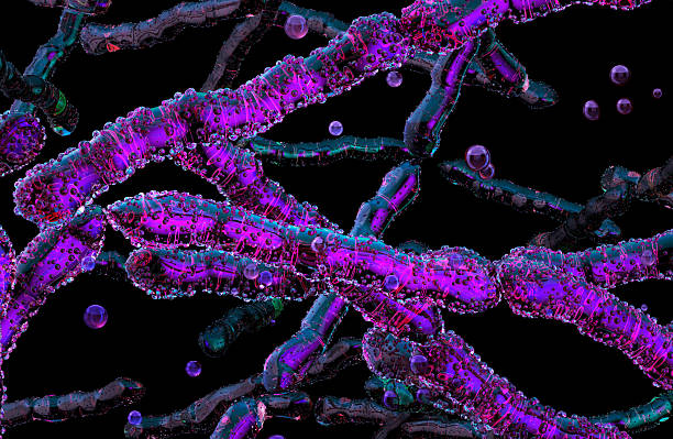 istock Filamentous bacteria (Bacillus Subtilis, Cereus, Actinobacteria, Actinomyces) and their dense pathogen defense mechanism 2251130095