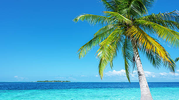 istock Coconut palm tree and beautiful turquoise sea with sunny blue sky copy space scene 2251130278