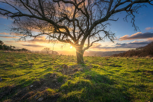 Winter sunset in the Val di Cecina countryside near Pomarance, Tuscany. A bare-branched tree stands out on a grassy field, with the setting sun in the background