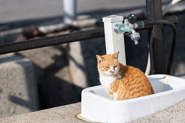 A cute cat sitting in an outdoor water basin