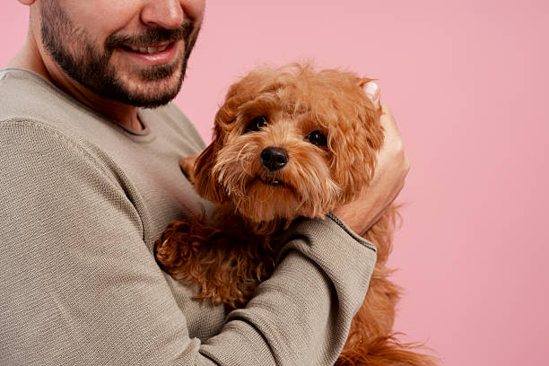 istock Man hugging happy cavapoo dog feeling love and companionship on pink background 2251132372