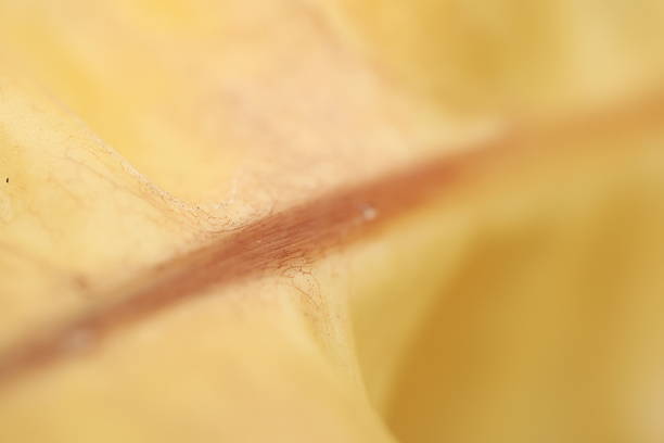 Water lily in macro