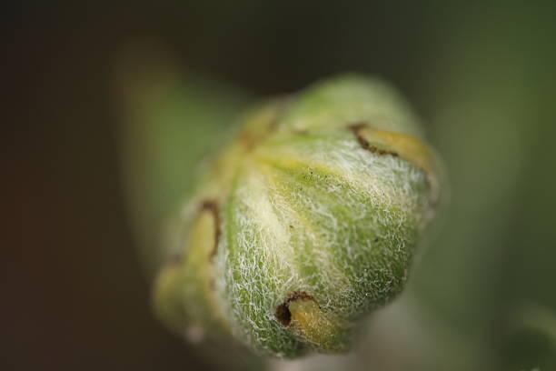 Closeup of a flower texture background