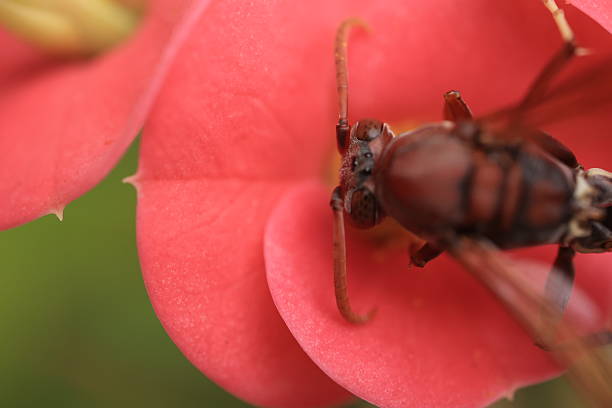 A wasp is perched on a flower; the wasp is eating pollen