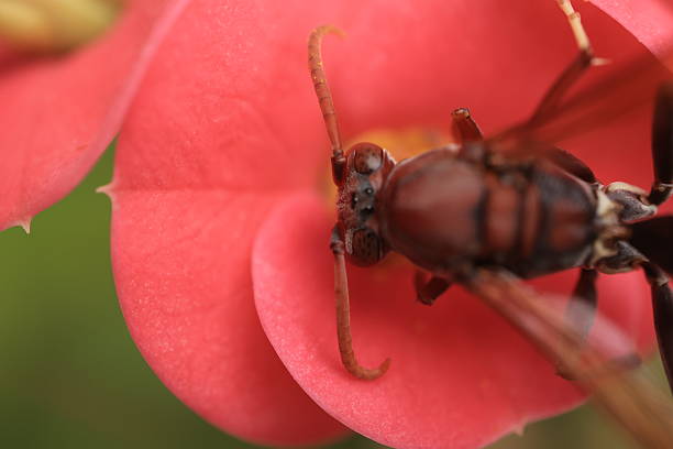 A wasp is perched on a flower; the wasp is eating pollen