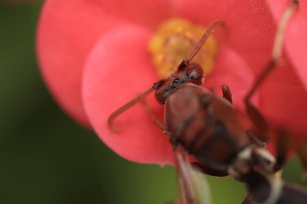 A wasp is perched on a flower; the wasp is eating pollen