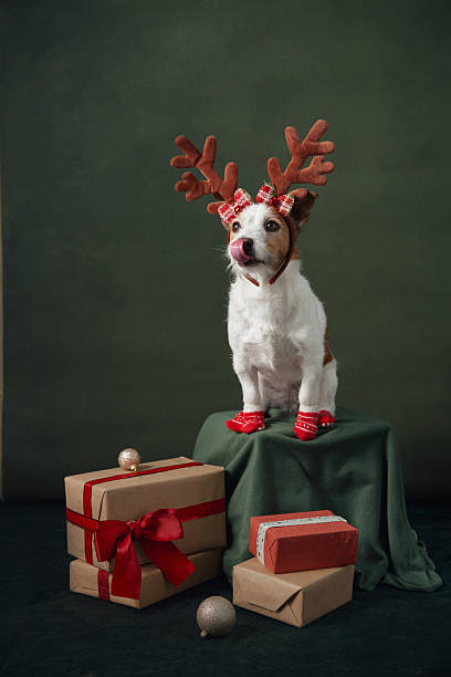 istock Terrier dressed as reindeer with stacked presents 2251137189