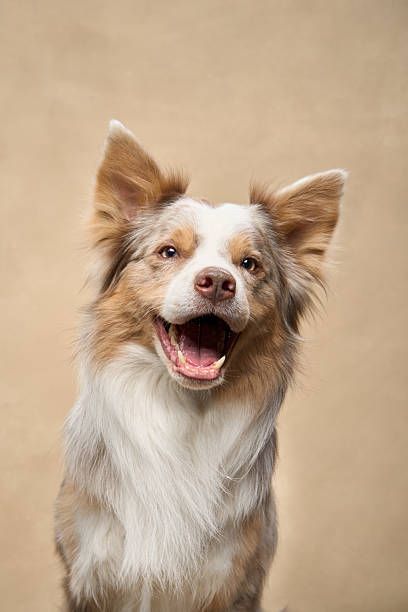 istock Border Collie grinning in close-up shot 2251137656