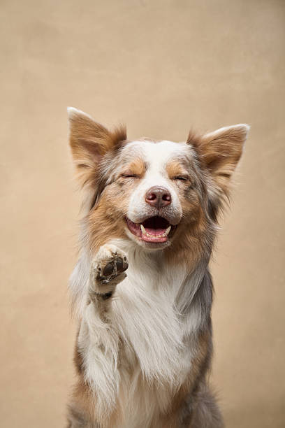 istock Border Collie giving paw with eyes closed 2251137666