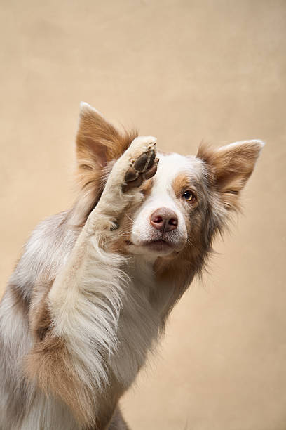 istock Border Collie raising paw in beige studio 2251137667