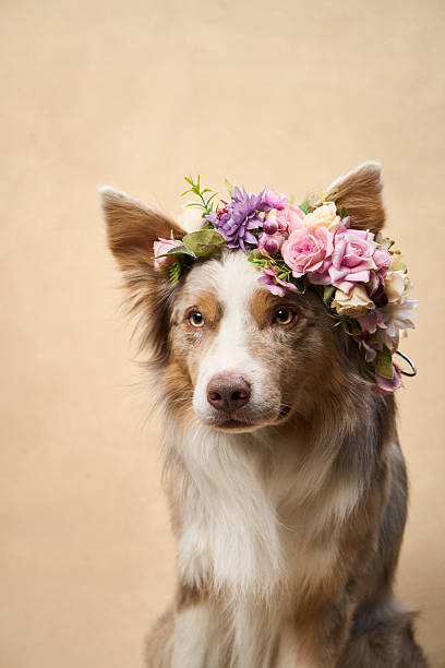 istock Border Collie wearing pastel flower wreath 2251137669