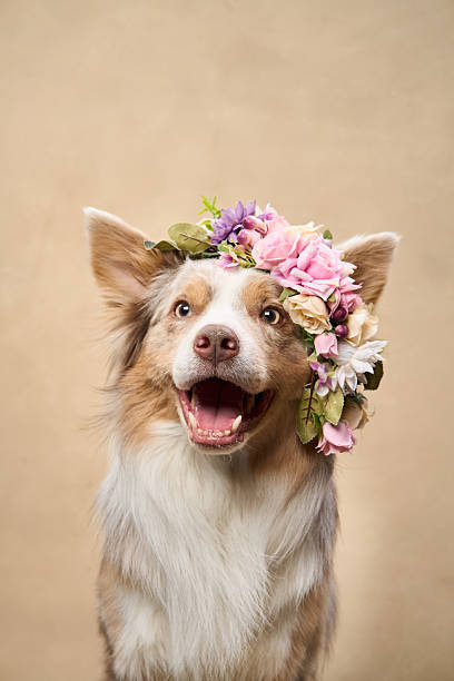 istock Smiling Border Collie with floral decoration 2251137670