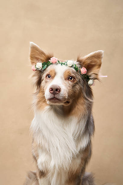 istock Border Collie with green-pink flower crown 2251137674
