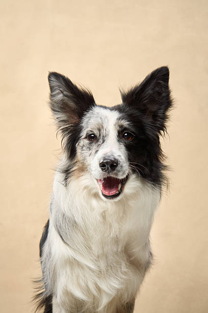 istock Border Collie portrait in soft beige setting 2251137688
