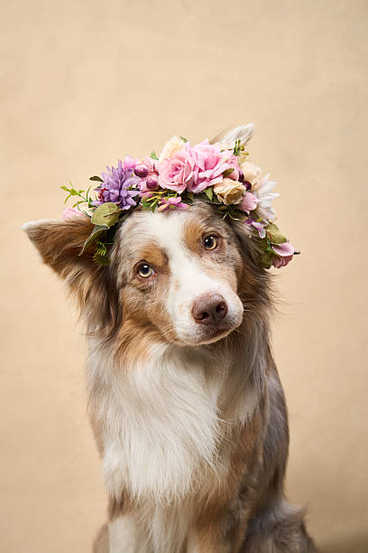 istock Border Collie with flower crown on head 2251137690