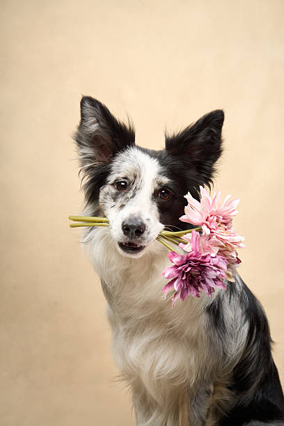 istock Border Collie holding flower with direct gaze 2251137693