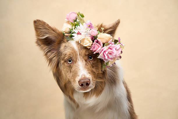 istock Border Collie wearing flower crown looking left 2251137707
