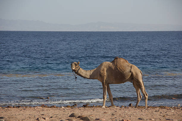 Single camel standing on a rocky seashore with calm blue water and distant mountains on the horizon. Coastal travel and tourism concept with copy space.