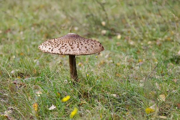 large brown mushroom on the path, mushroom with large brown cap, mushroom possibly a parasol mushroom, huge mycelium surrounded by blades of grass