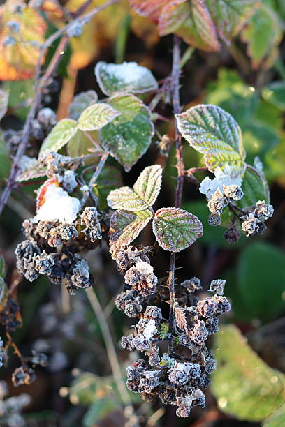 Frost covered blackberry leaves in winter