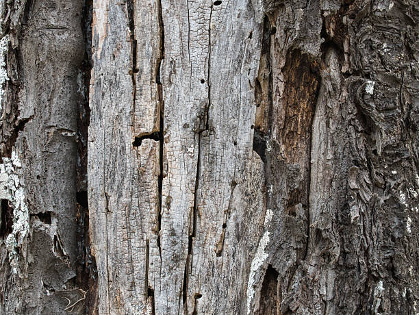 Bark of a dried cherry tree. Focus stacking technique with multiple photographs