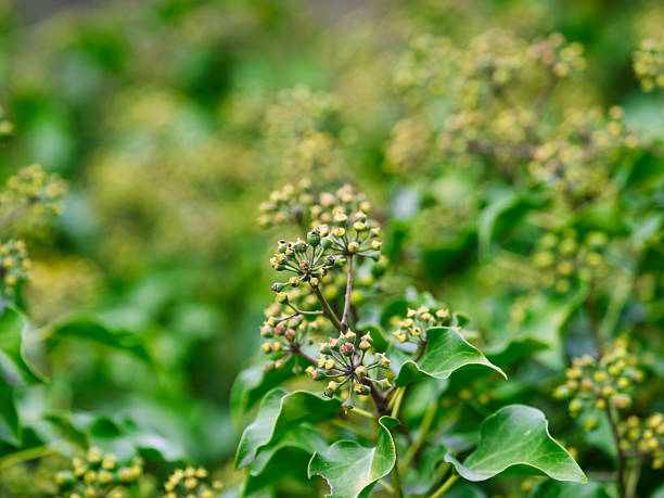 Flowering of the common ivy