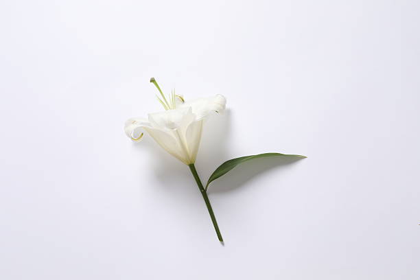 istock White lily flower on a light background 2251149752