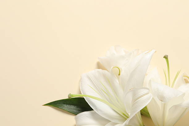 istock White lily on a color background 2251150132