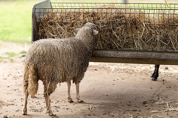 Sheep is consuming dry hay from a metal feeder on a dirt ground