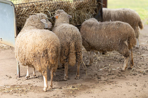 istock Sheep feeding on hay from feeder at farm 2251154289