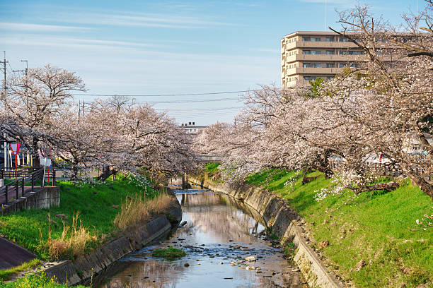 Full bloom cherry blossom or sakura tree blooming along canal during springtime in the evening at Nara, Japan