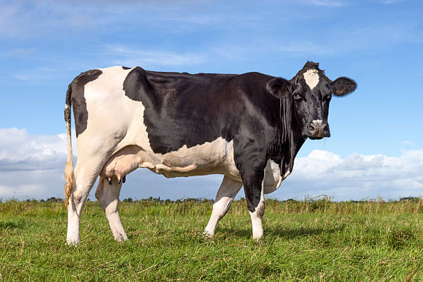 istock Cow, authentic side view in the Netherlands, standing on green grass, blue sky 2251155264