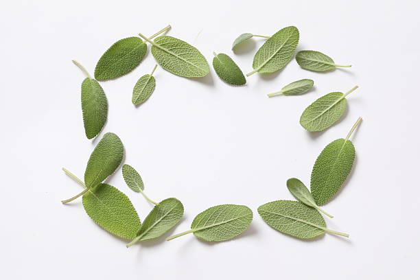 istock Green sage leaves on white background 2251156460