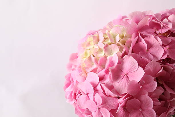 Beautiful pink hydrangea on light background, close-up