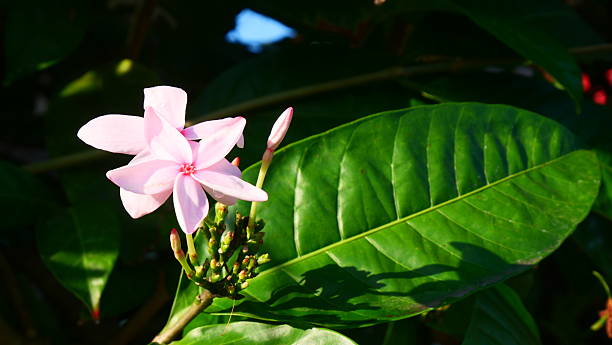 Soft Pink Five-Petaled Flower Blooming in Green Foliage