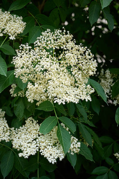 istock Close up black elder white flowers. 2251160759