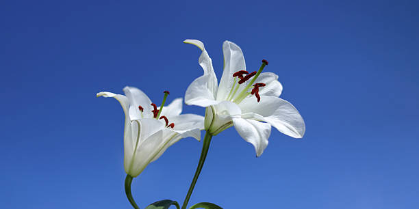 istock White Lily Bouquet (Lilium) on Blue Background 2251165316