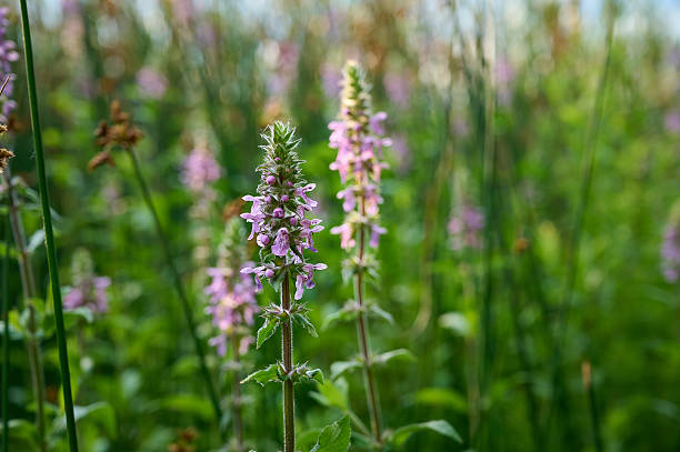 Closeup of the pink flowers of marsh woundwood (Stachys palustris).