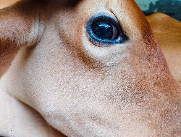 A detailed side view of a brown calf's eye and face.