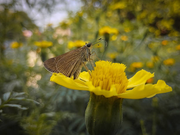A small brown Skipper butterfly resting on a yellow flower with a blurred background.