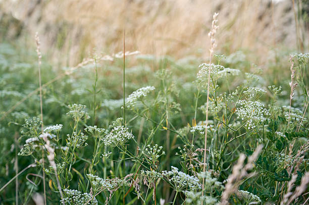 istock Flower field in soft warm light. 2251166710