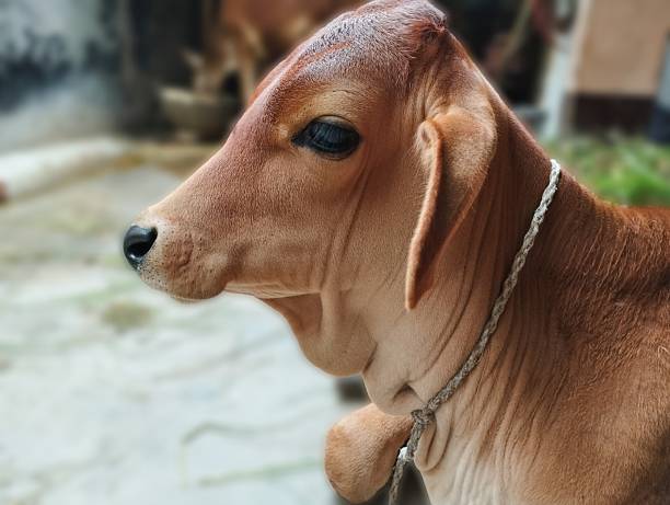 A close-up side profile of a young brown calf with a rope around its neck.